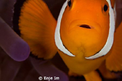 clownfish closeup - 100mm macro lens + 2x tc by Enje Im 